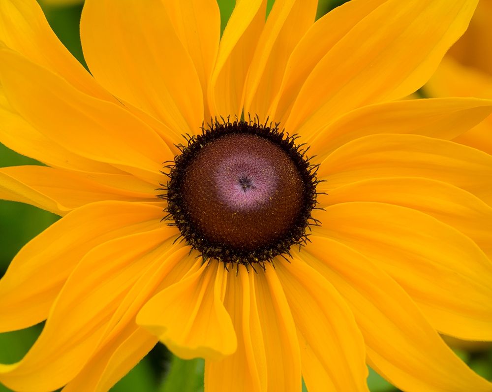 WA-Redmond-Black Eyed Susan